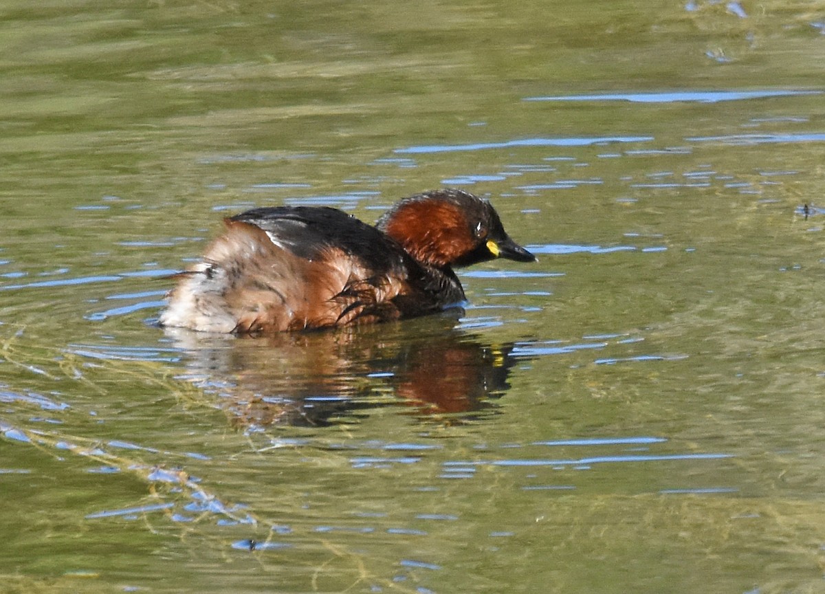 Little Grebe - ML609133378