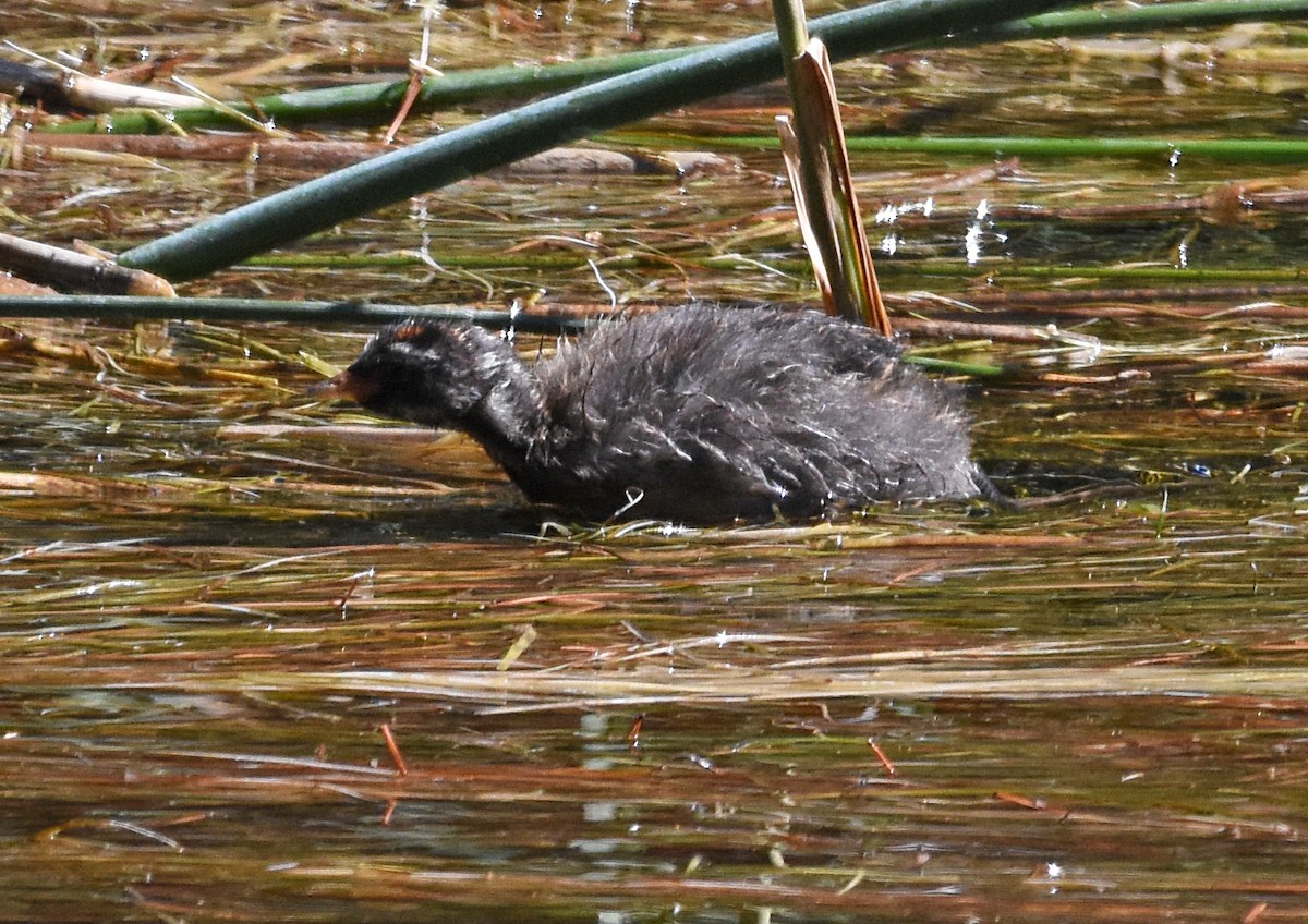 Little Grebe - ML609133380