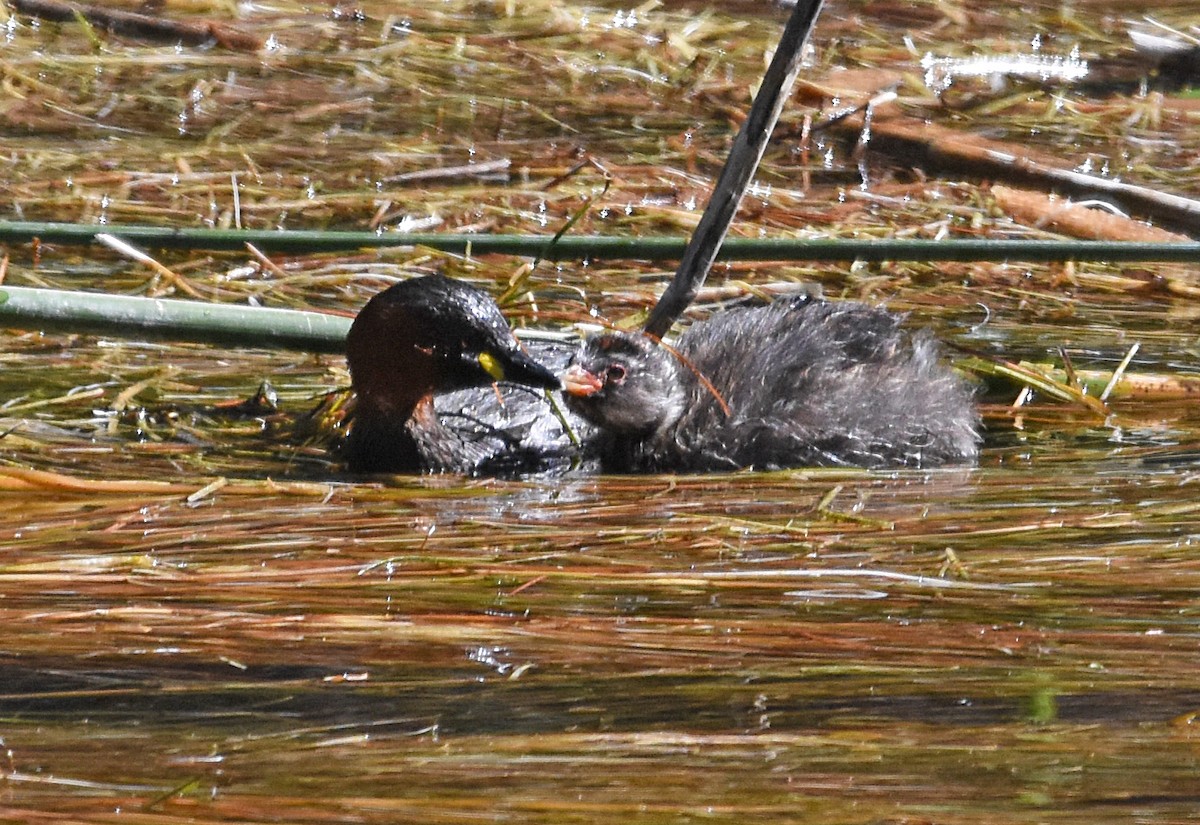 Little Grebe - ML609133381