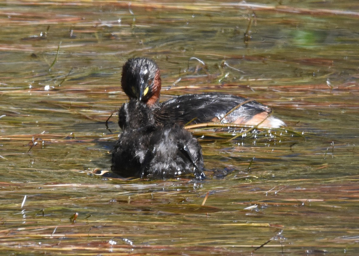 Little Grebe - ML609133382