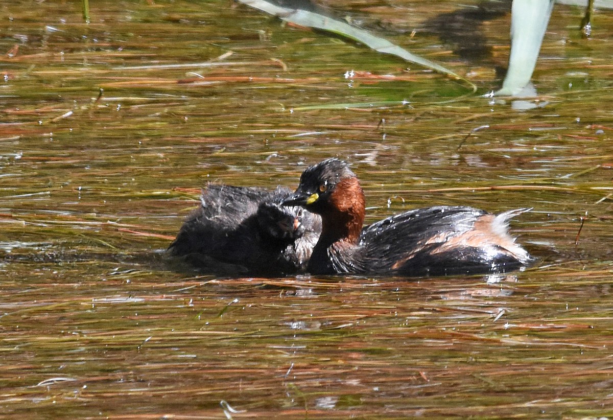 Little Grebe - ML609133383