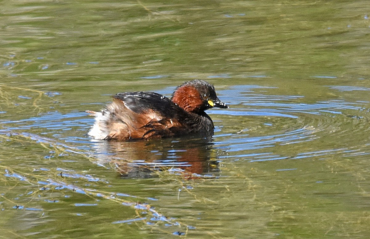 Little Grebe - ML609133384