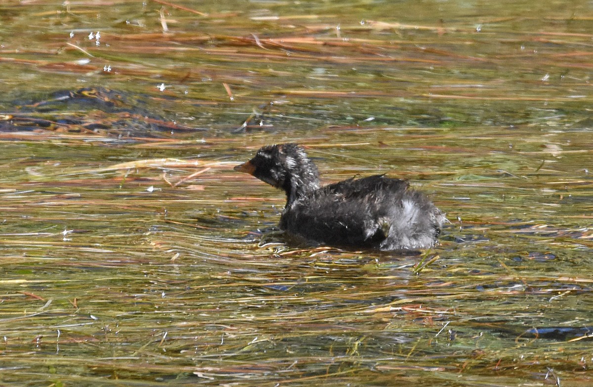 Little Grebe - José A Cortés Guerrero