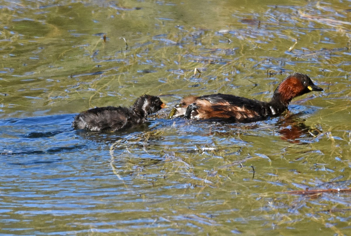 Little Grebe - José A Cortés Guerrero