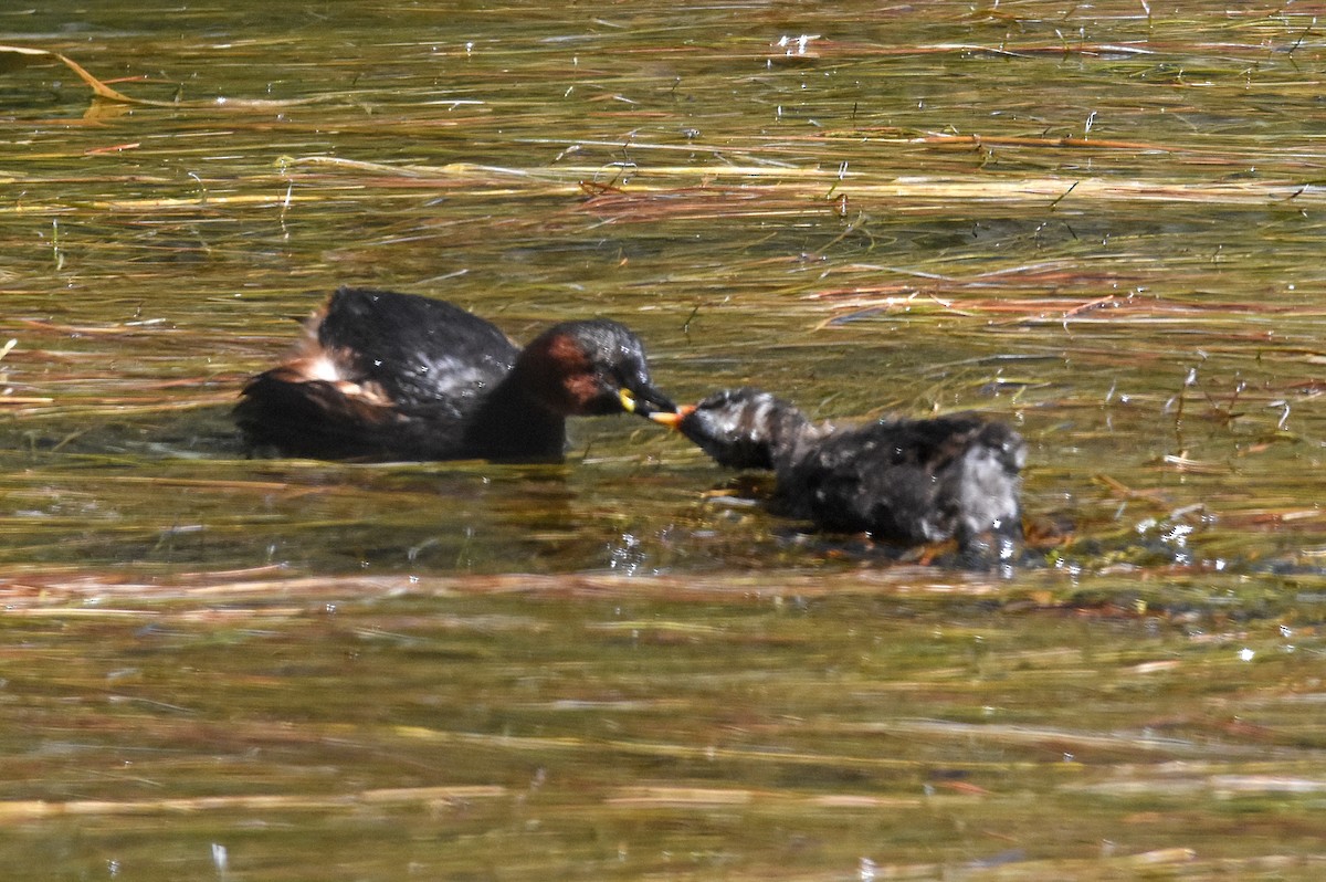 Little Grebe - ML609133388