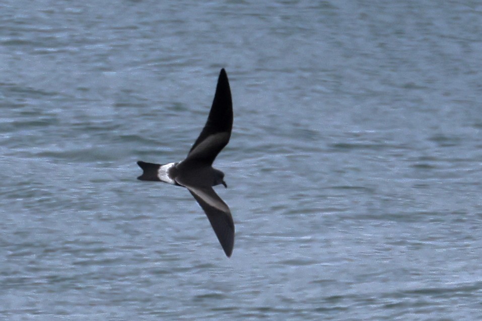 Leach's Storm-Petrel - ML609133389