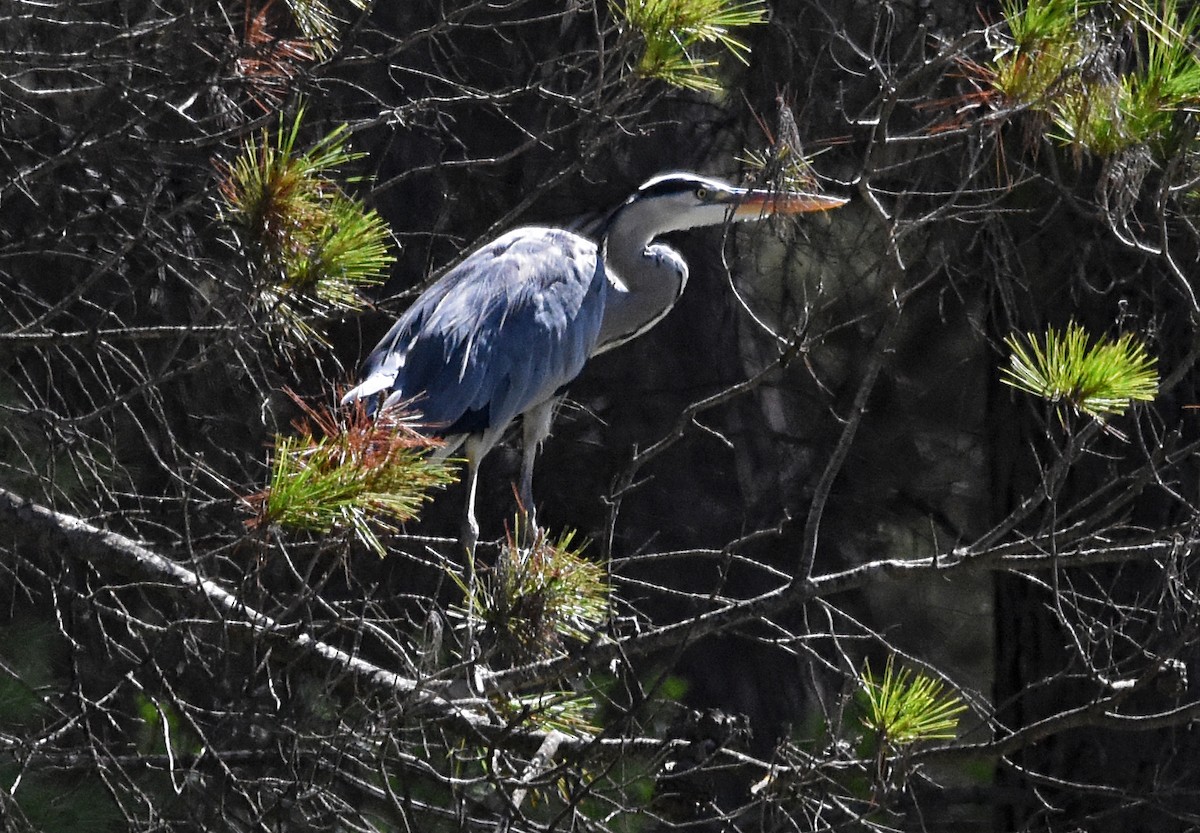 Gray Heron - José A Cortés Guerrero