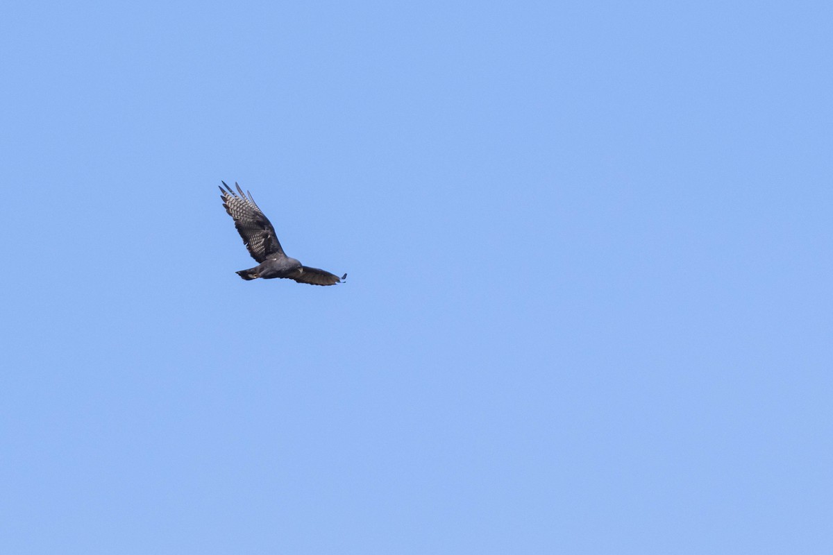 Zone-tailed Hawk - ML609133400