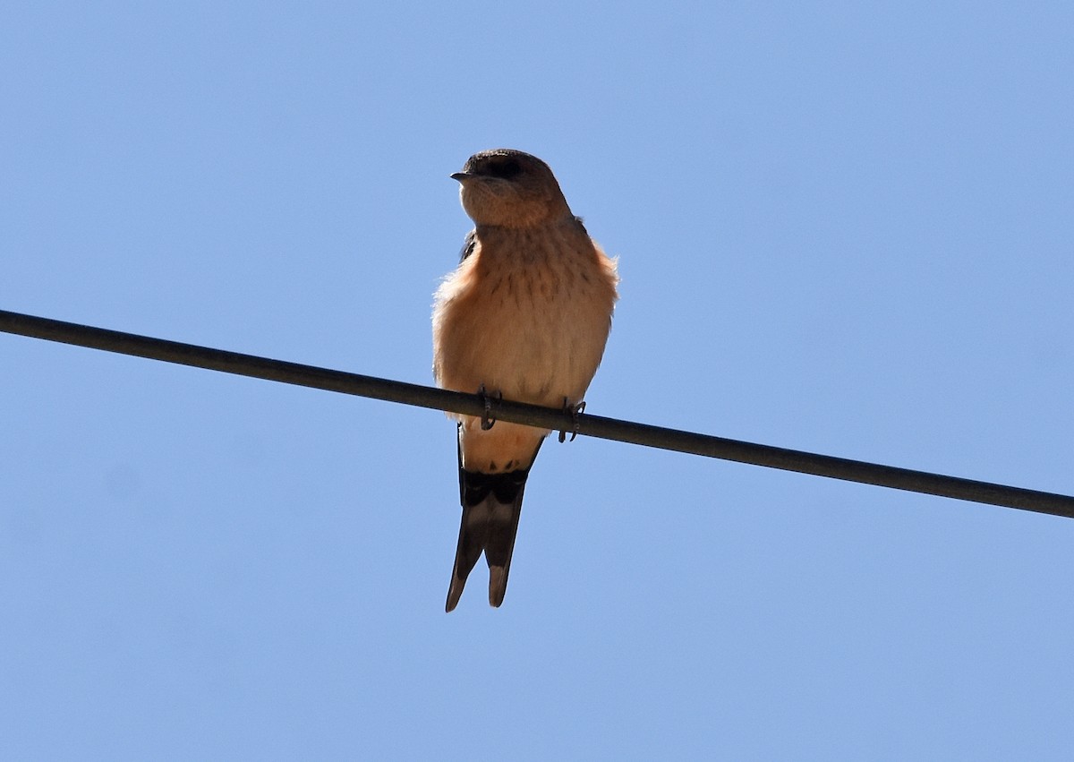 Red-rumped Swallow - José A Cortés Guerrero