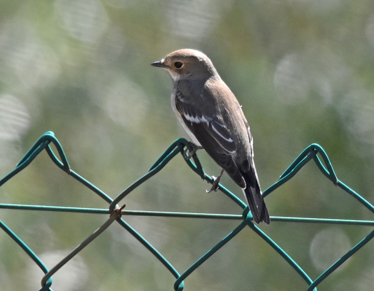 European Pied Flycatcher - ML609133435