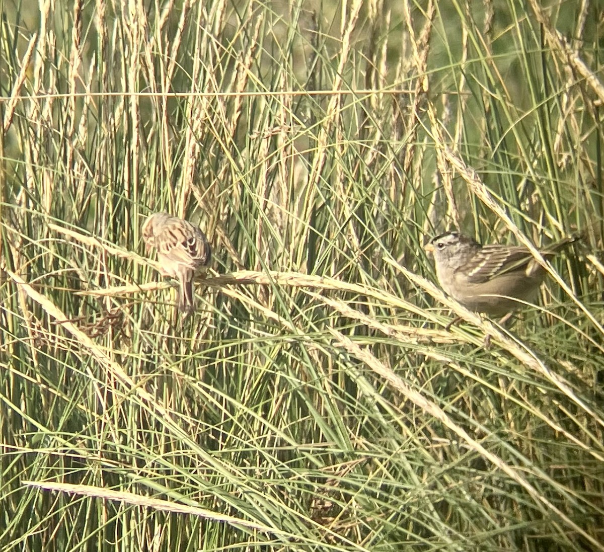 Clay-colored Sparrow - ML609133494