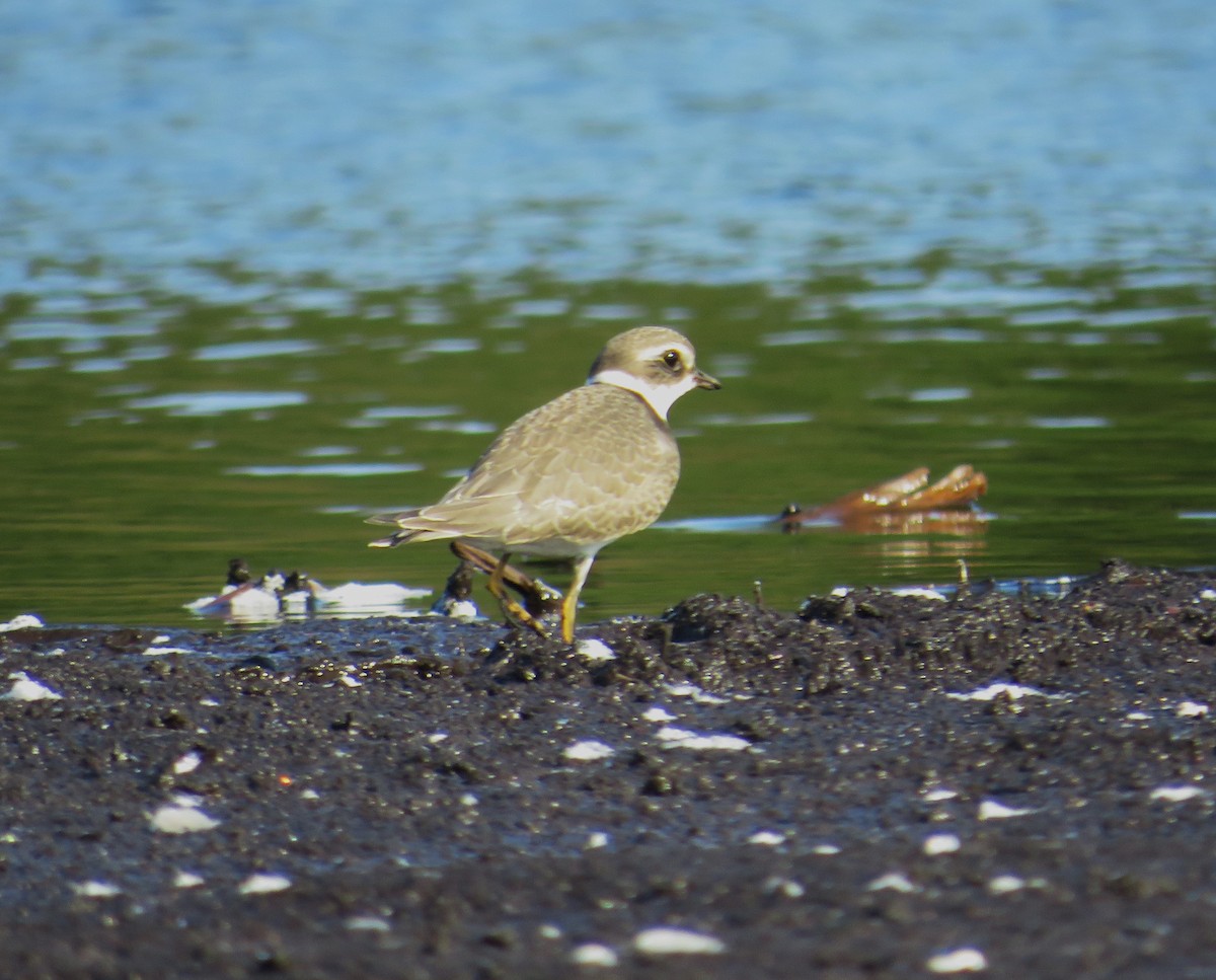 Semipalmated Plover - ML609133530