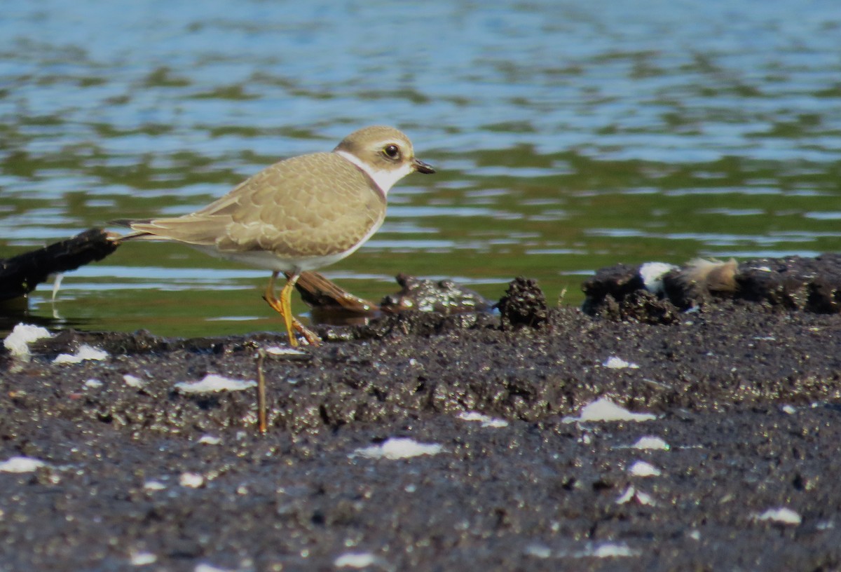 Semipalmated Plover - ML609133534