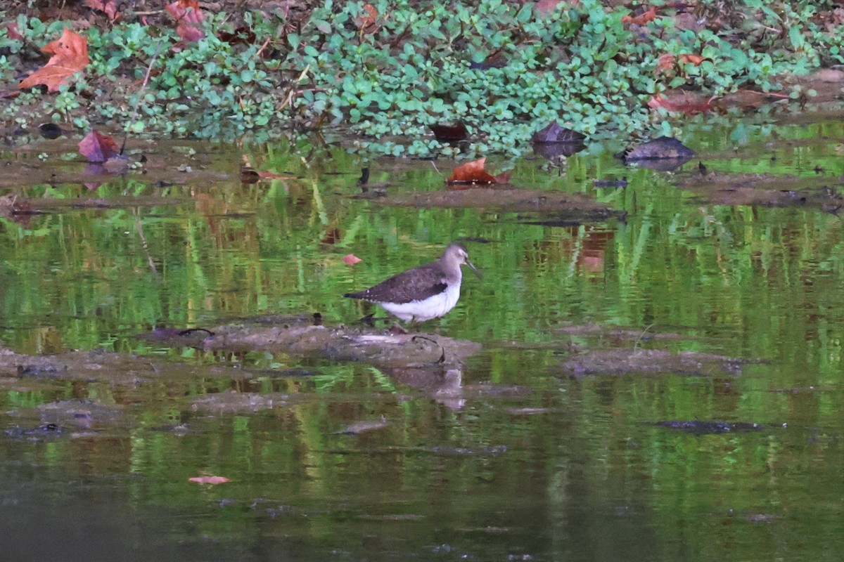 Solitary Sandpiper - ML609133574