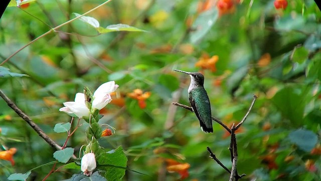 Colibri à gorge rubis - ML609133591