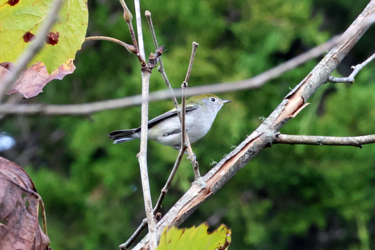 Chestnut-sided Warbler - ML609133600