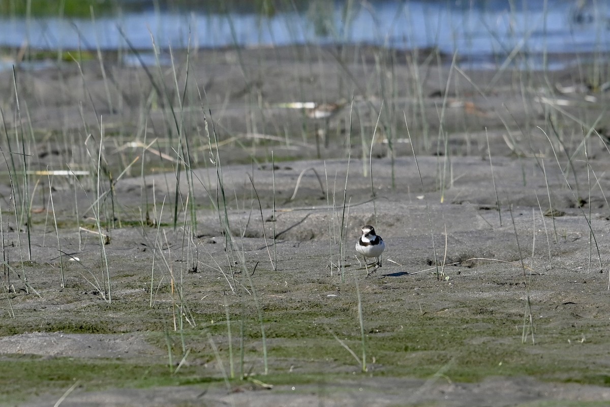 Semipalmated Plover - ML609133656