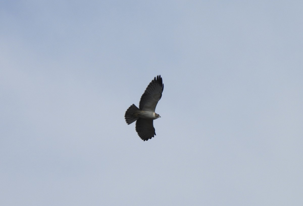 Short-tailed Hawk - nikki bryer-kraft