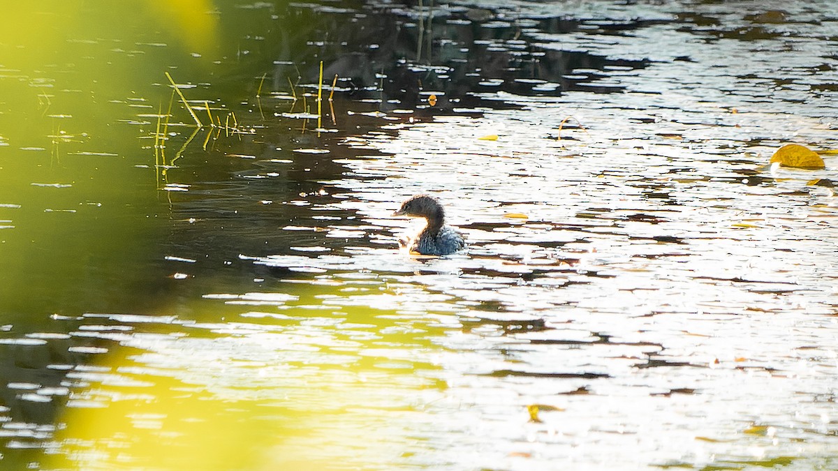 Pied-billed Grebe - ML609133801