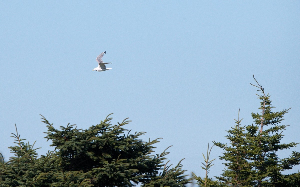 Black-legged Kittiwake - ML609133817