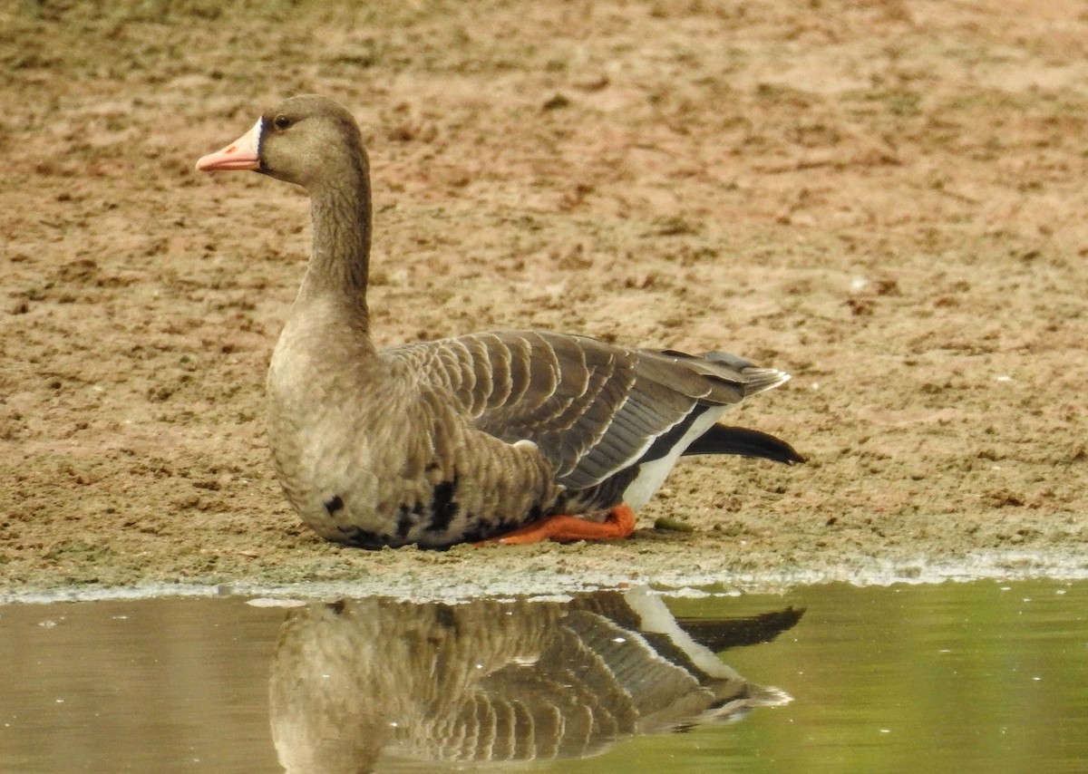 Greater White-fronted Goose - ML609134008