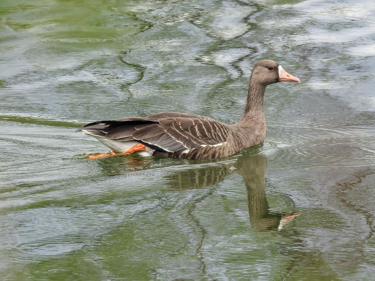 Greater White-fronted Goose - ML609134009