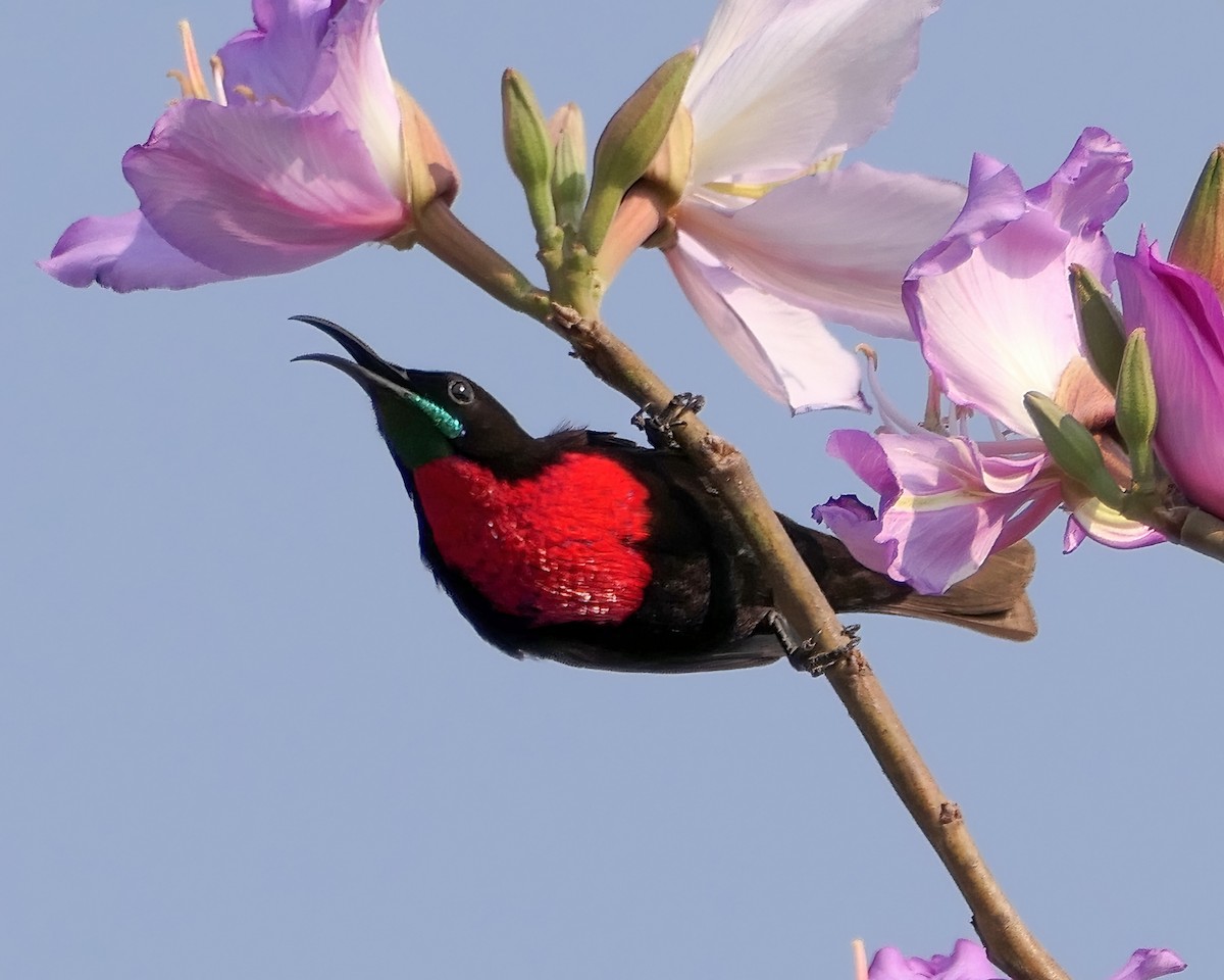 Scarlet-chested Sunbird - Dmitrii Konov