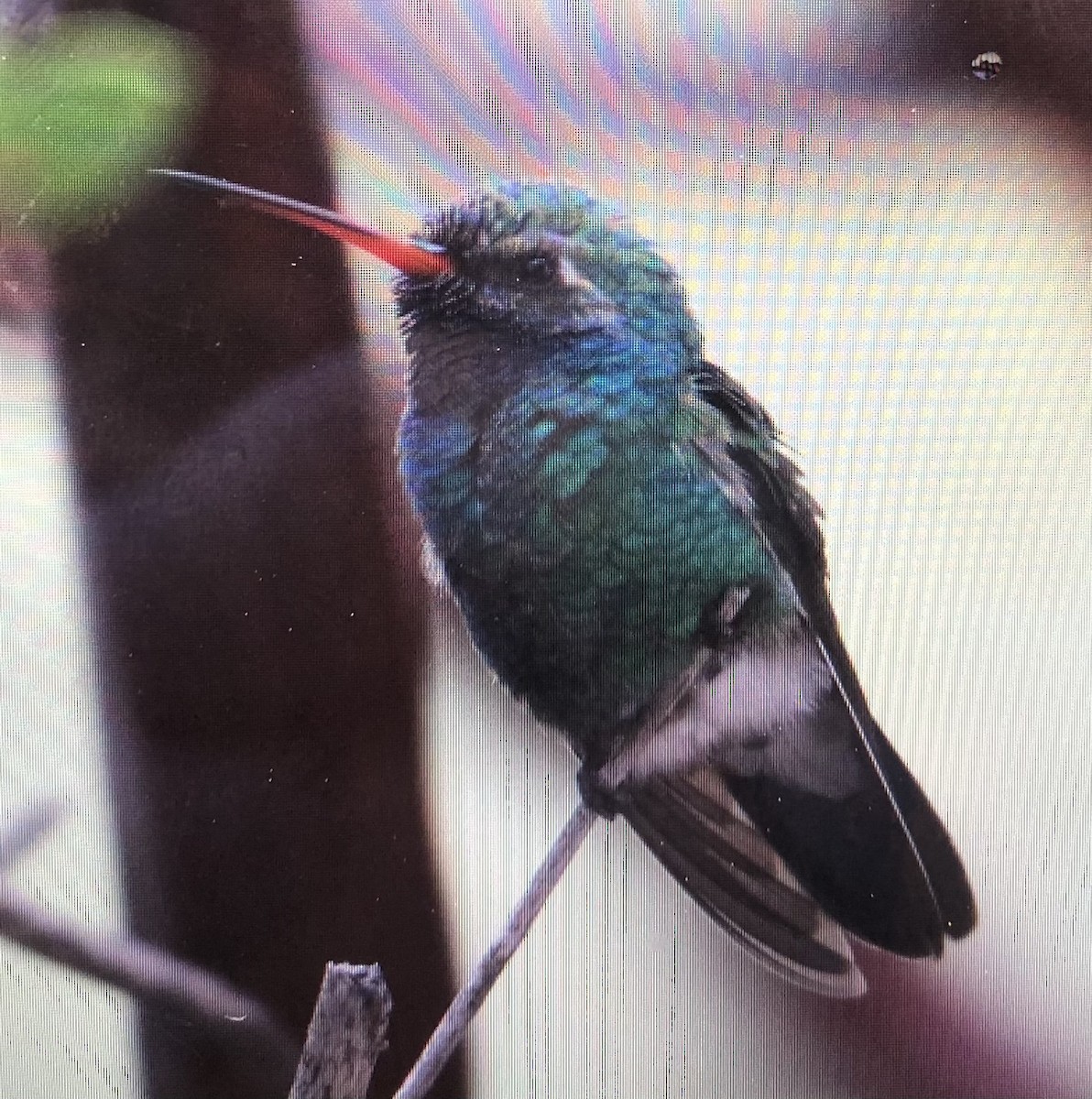 Colibrí Piquiancho Común - ML609134056