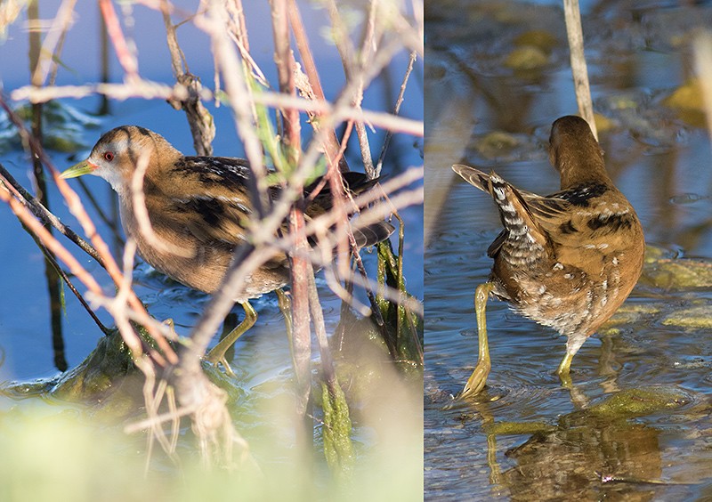 Little Crake - José A. Campos