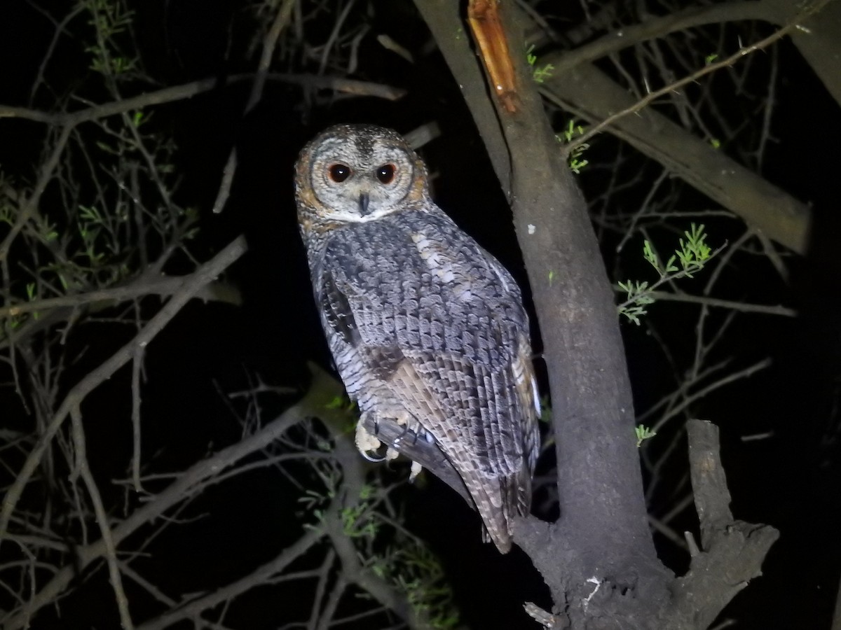 Mottled Wood-Owl - Madhu Gupta