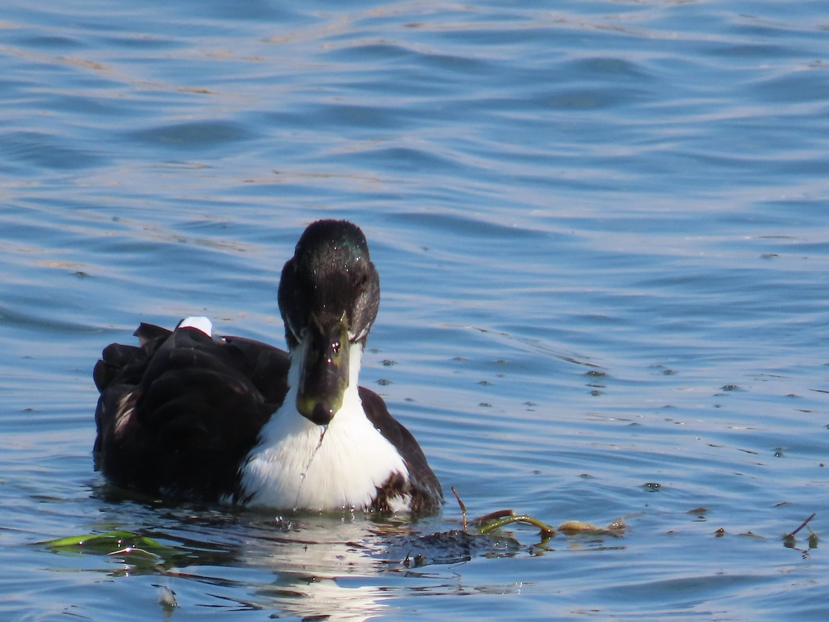 Mallard - Mayte Torres