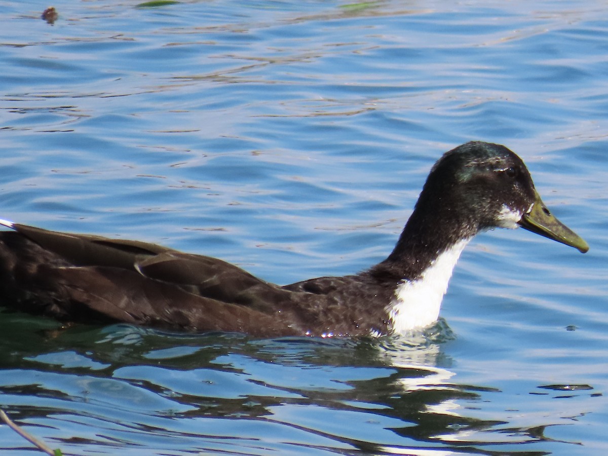 Canard colvert - ML609134336