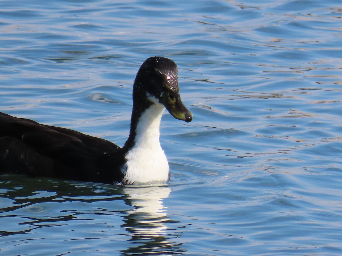 Canard colvert - ML609134338