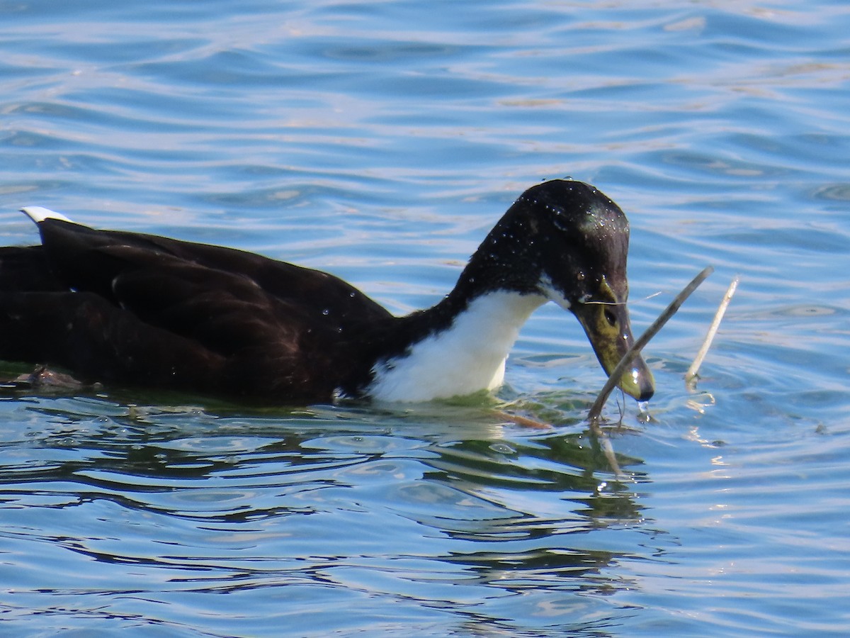 Canard colvert - ML609134341