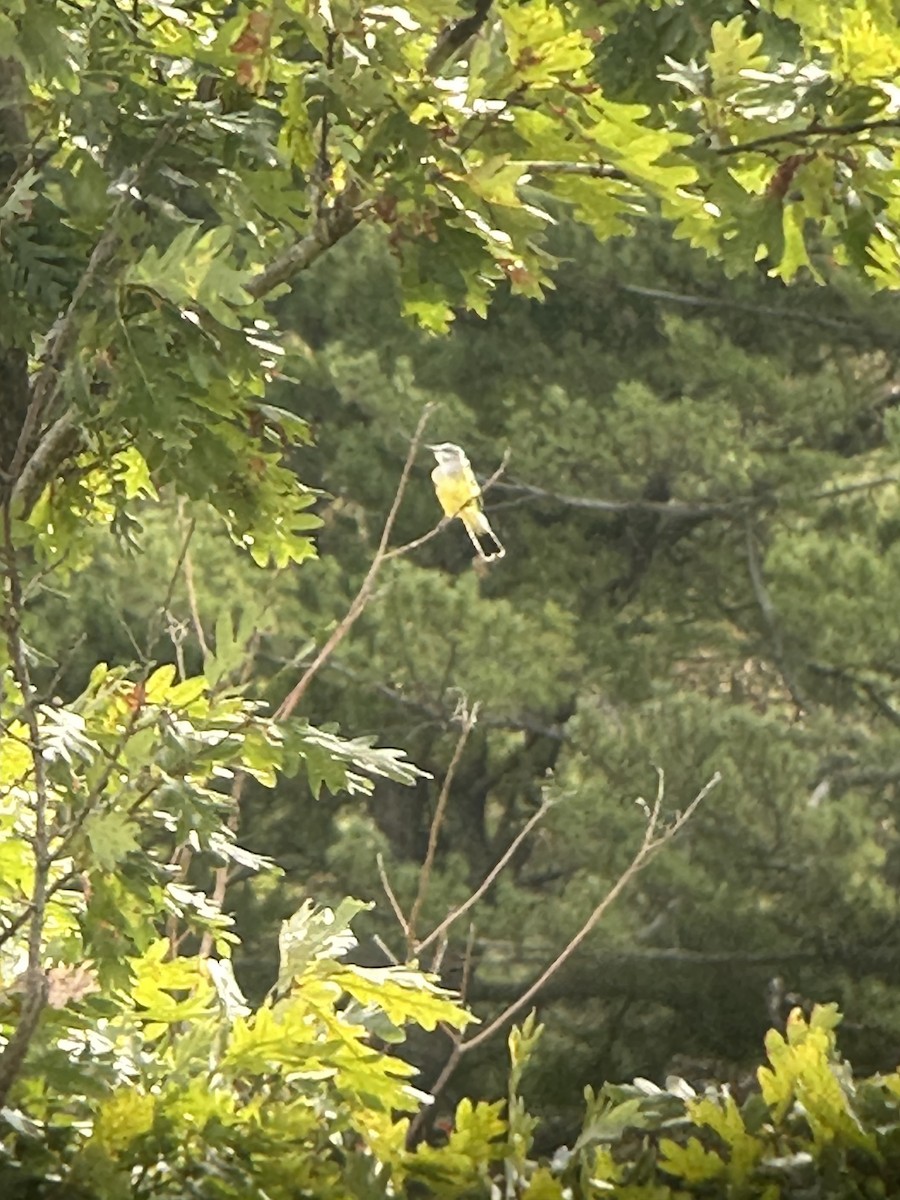 Western Kingbird - ML609134356