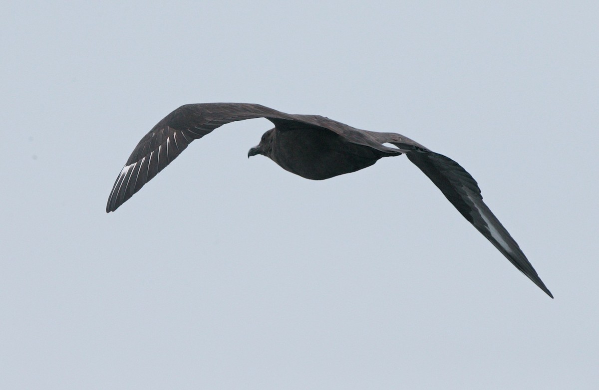 South Polar Skua - ML609134380