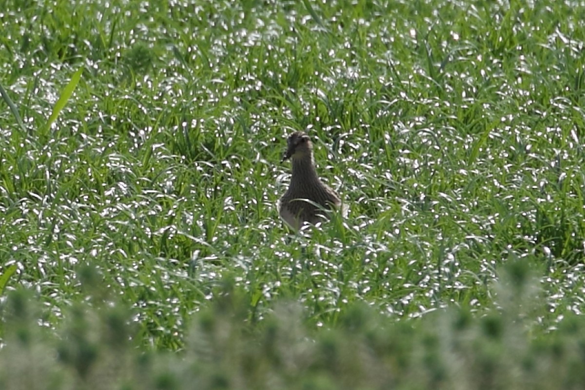 Bécasseau à poitrine cendrée - ML609134492