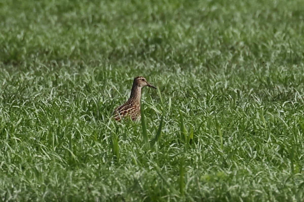 Pectoral Sandpiper - ML609134493