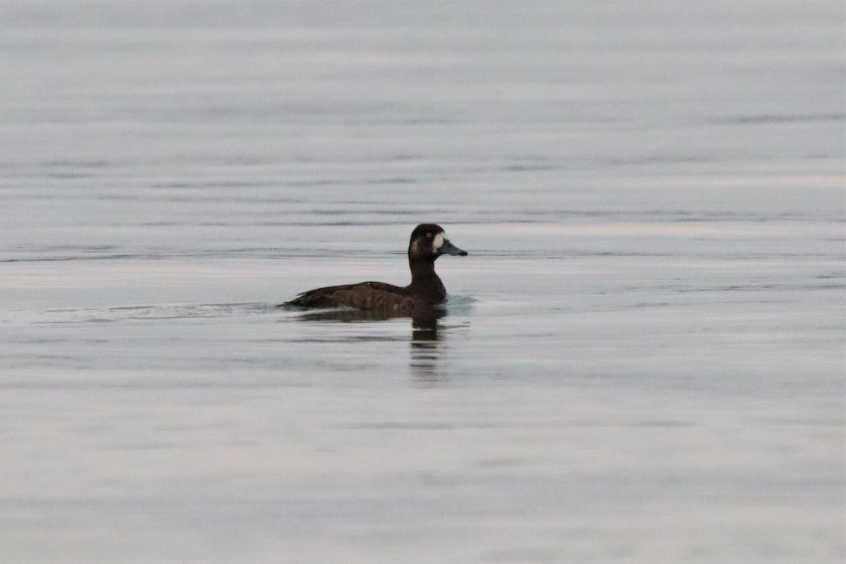 Greater Scaup - ML609134521