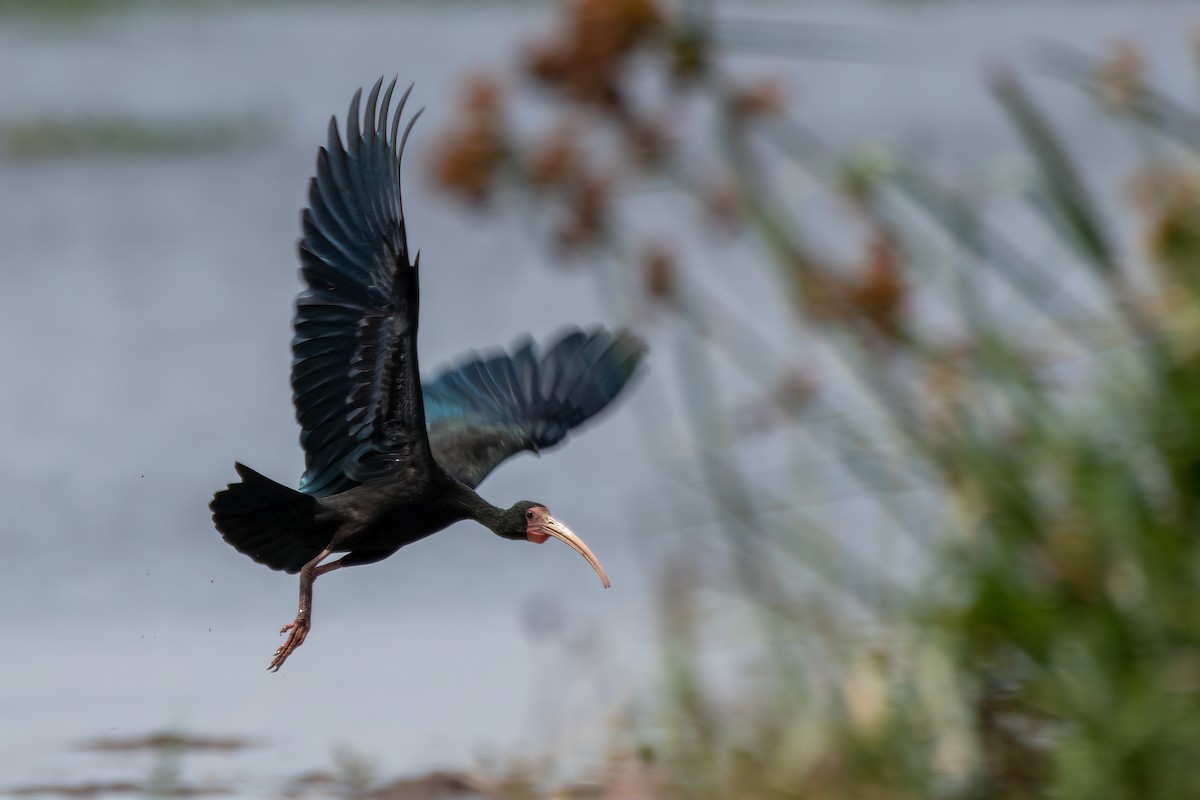 Bare-faced Ibis - ML609134666