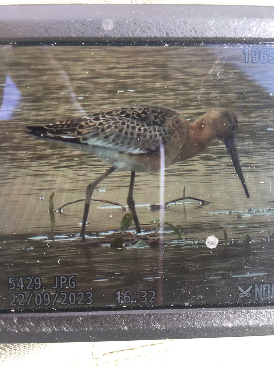 Black-tailed Godwit - ML609134673