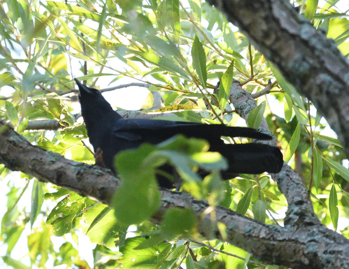 American Crow - ML609134829