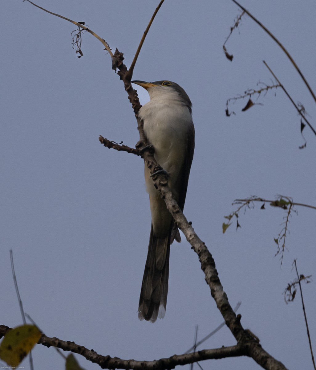 Yellow-billed Cuckoo - Joe Donahue