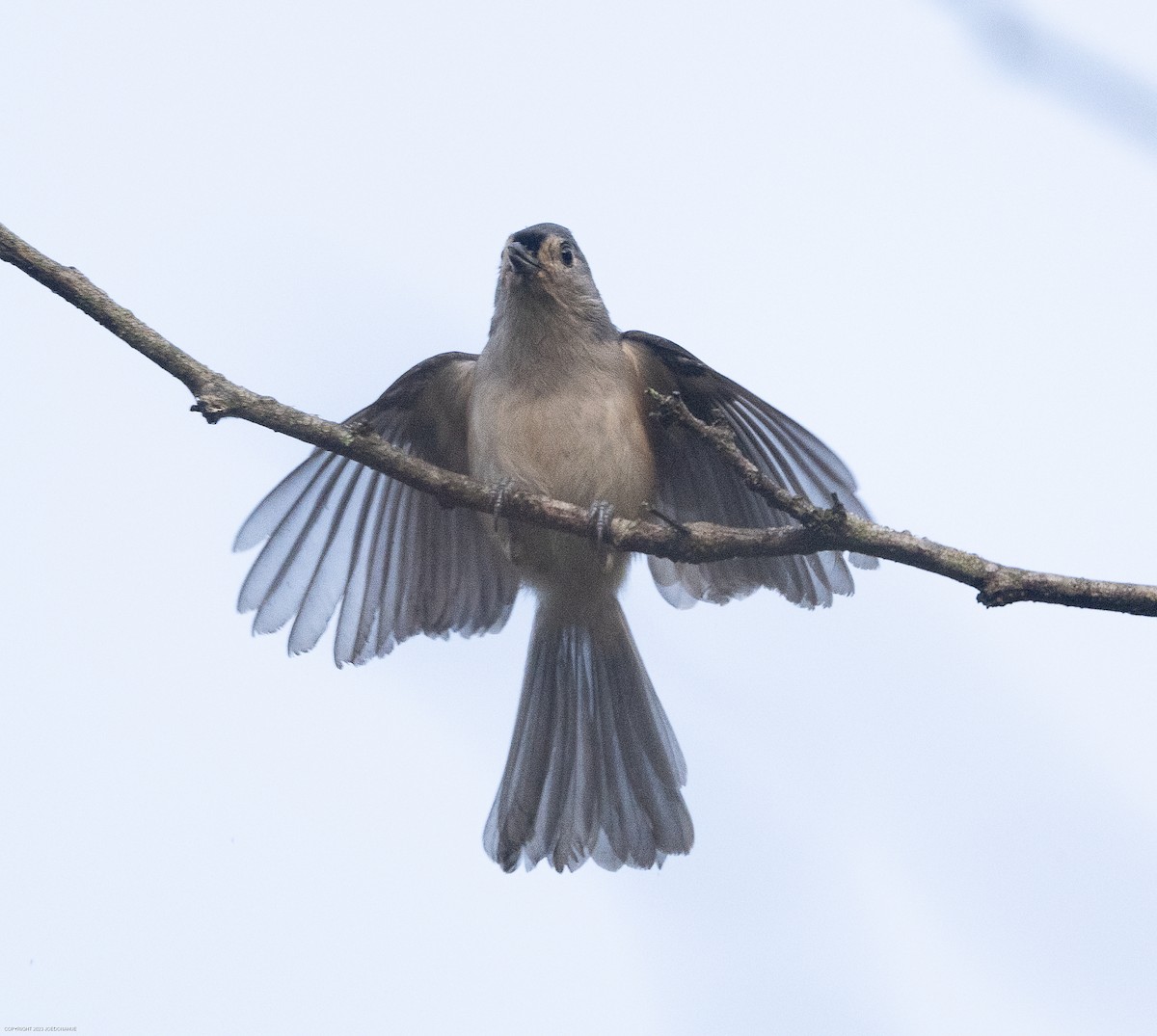 Tufted Titmouse - ML609134918