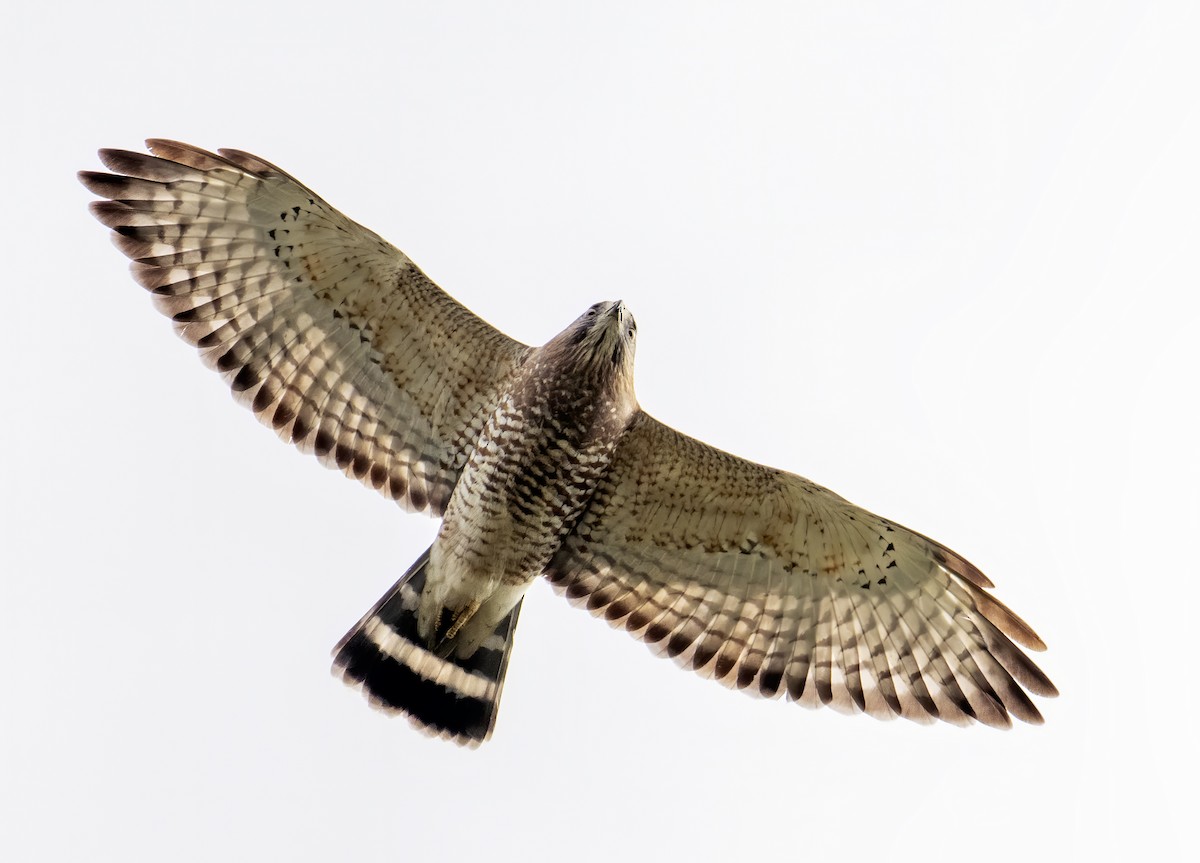 Broad-winged Hawk - ML609134932