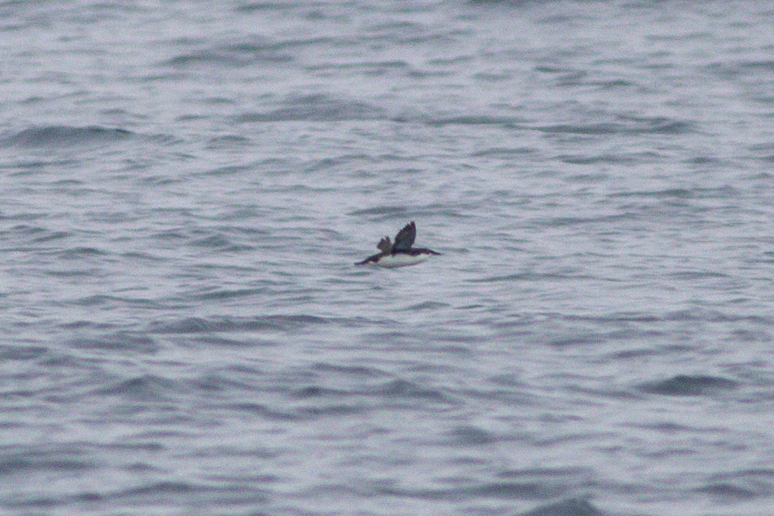 Scripps's Murrelet - ML609134951