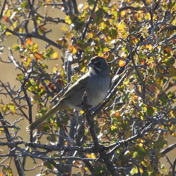 Green-tailed Towhee - ML609134954