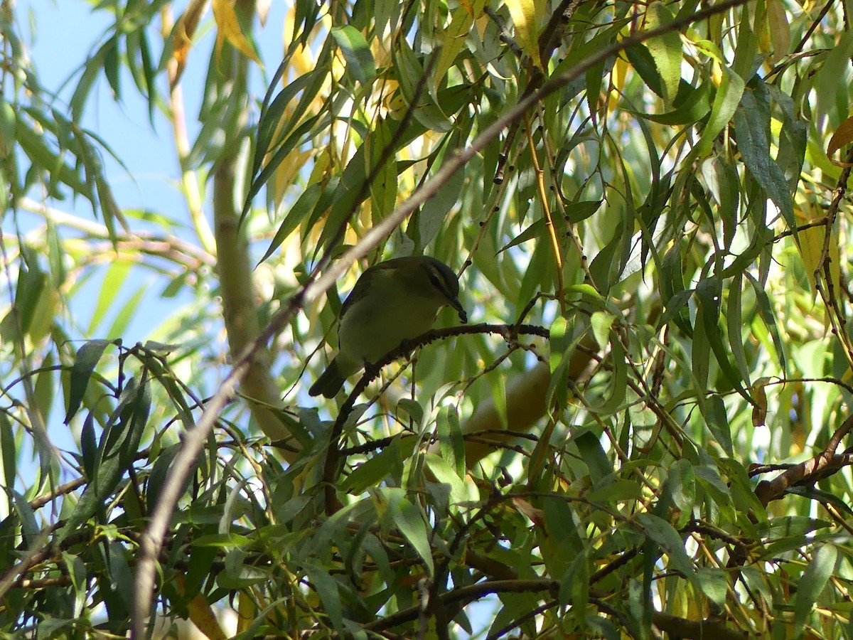 Rotaugenvireo - ML609134957