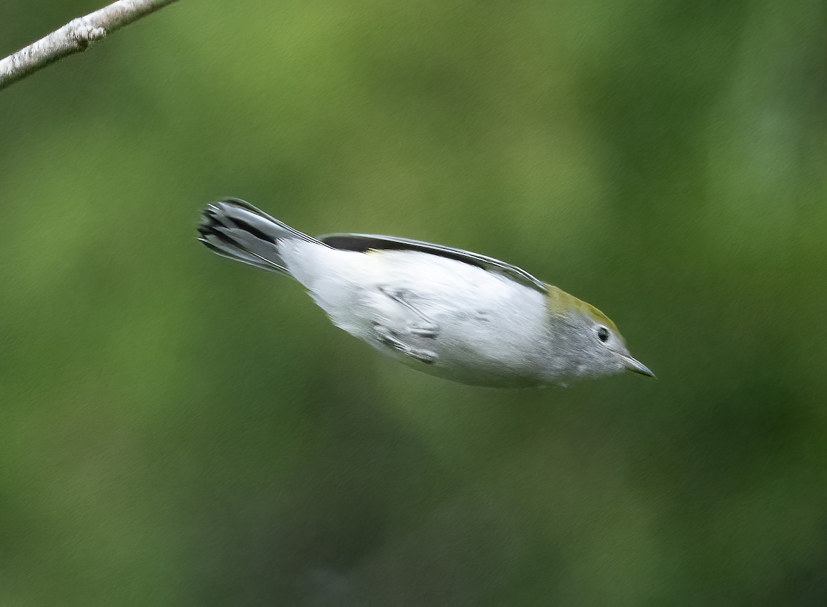 Chestnut-sided Warbler - ML609135000