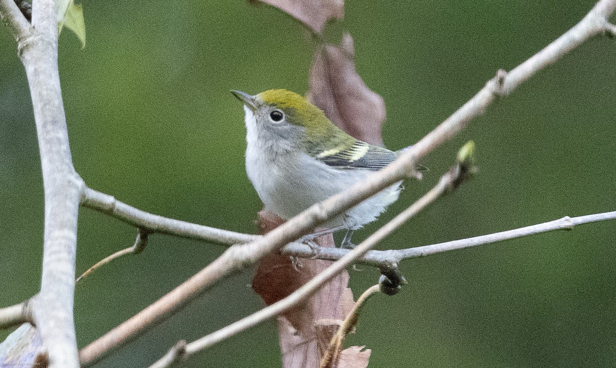 Gelbscheitel-Waldsänger - ML609135001